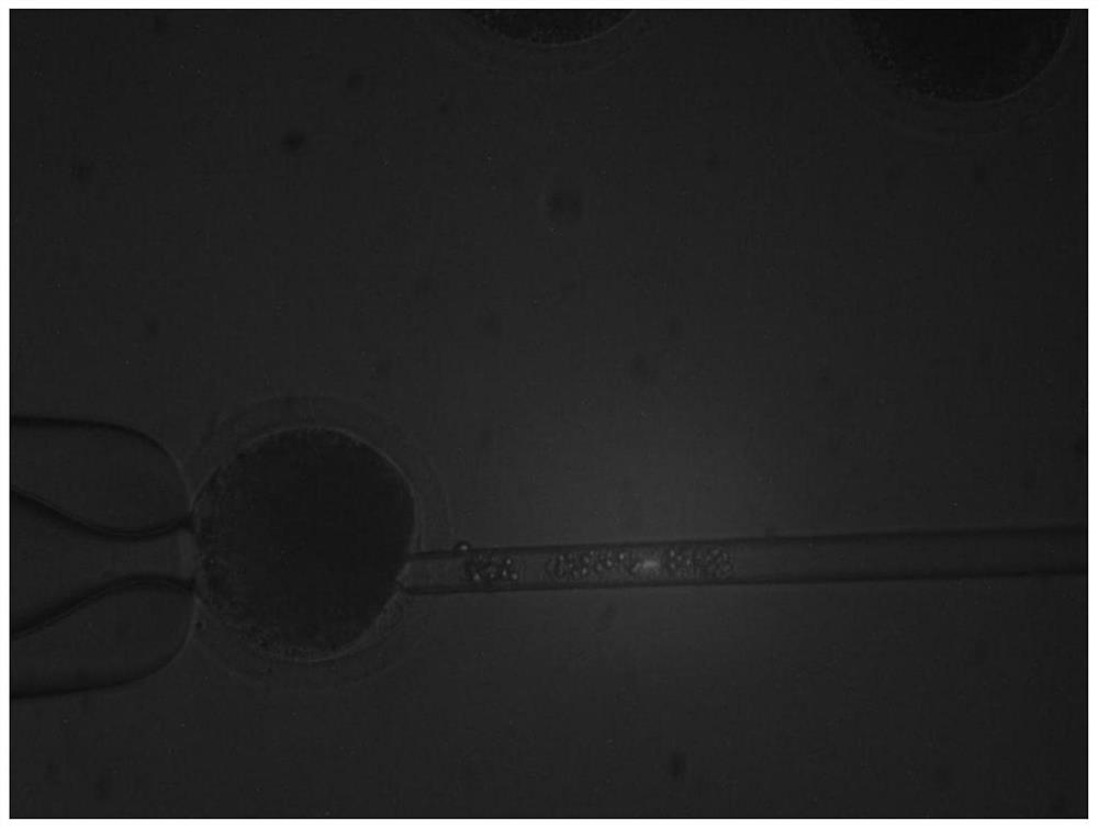 A method for enucleating mammalian oocytes