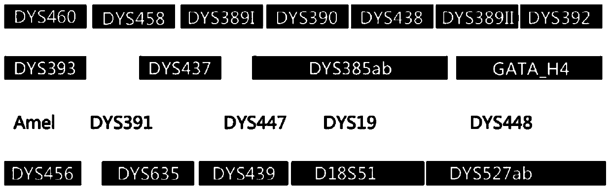 A dna test reagent and special primers for sample screening