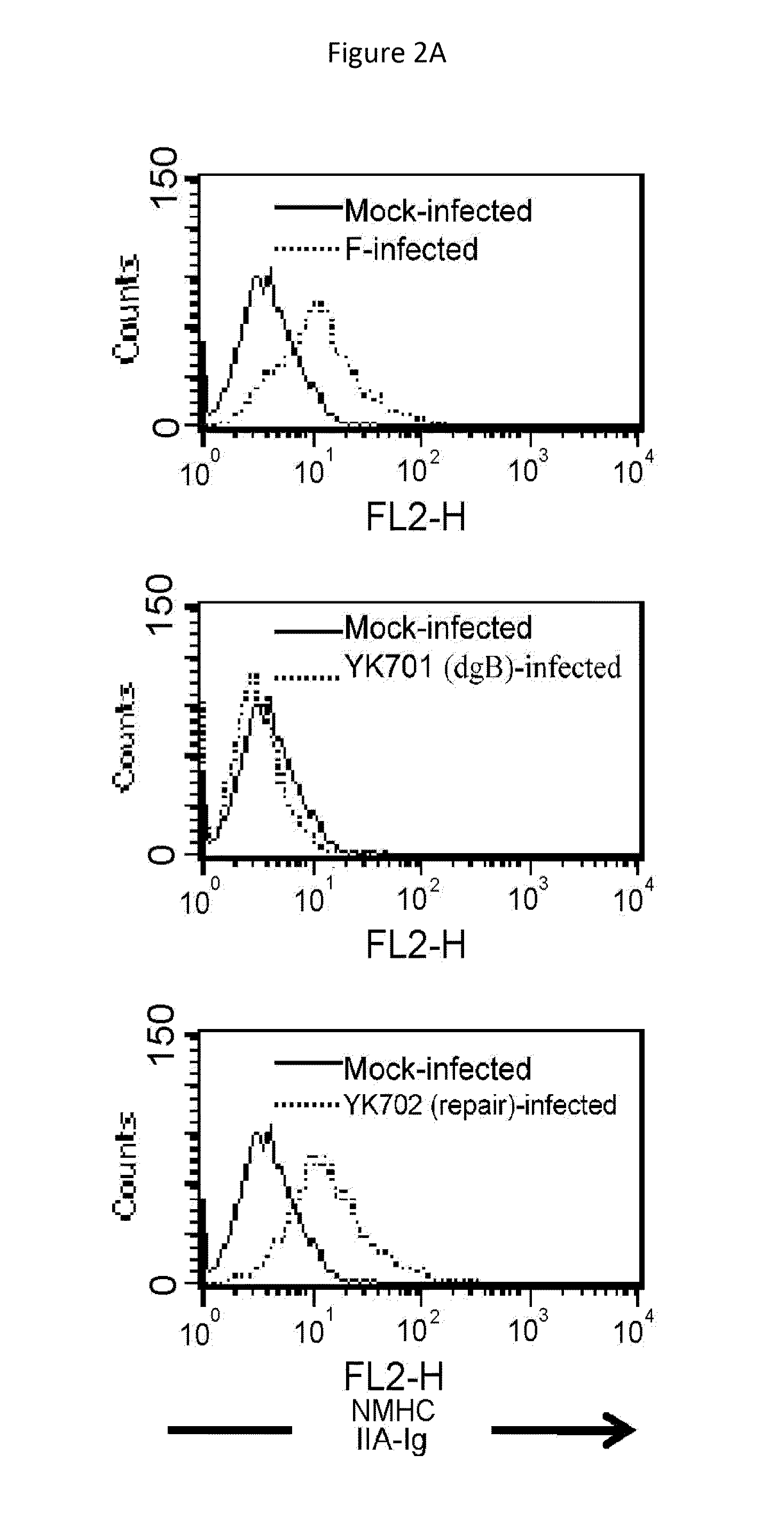 Pharmaceutical Composition for Treatment and Prevention of Herpes Virus Infections