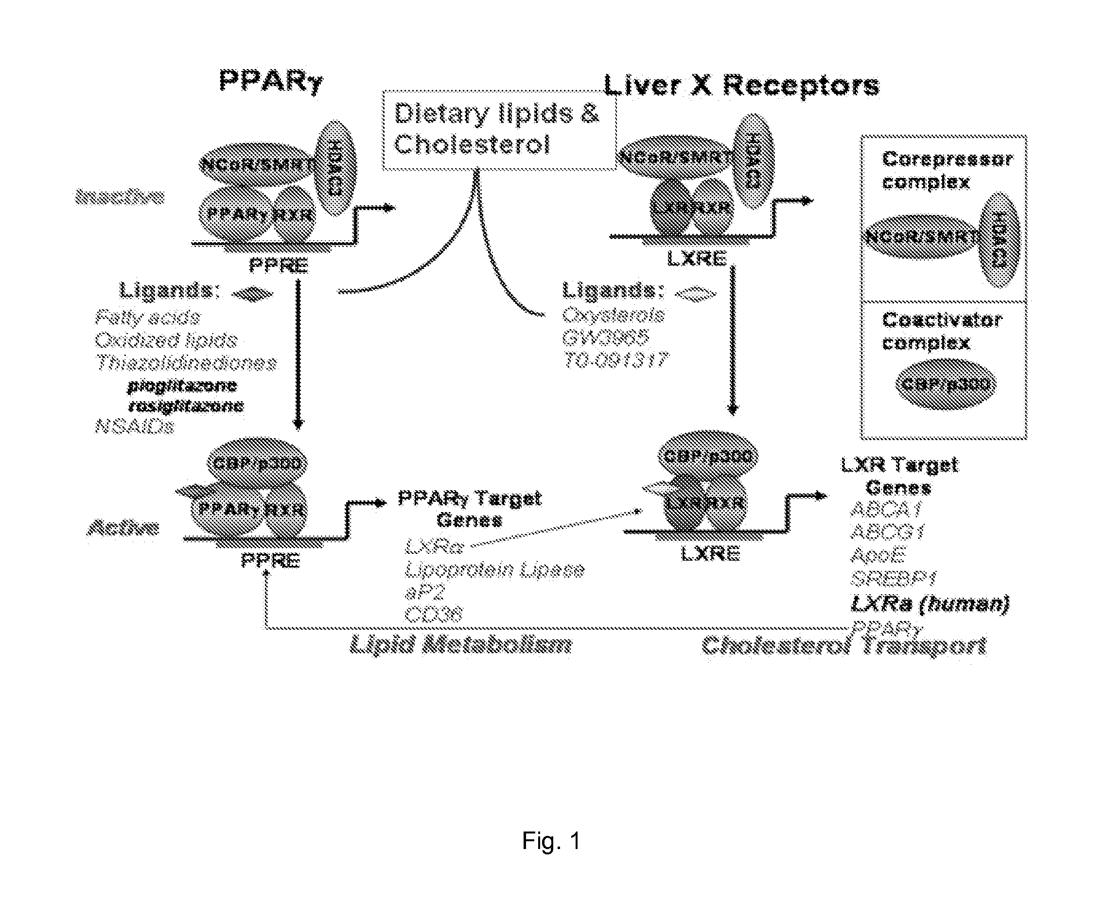 Rxr agonist compounds and methods