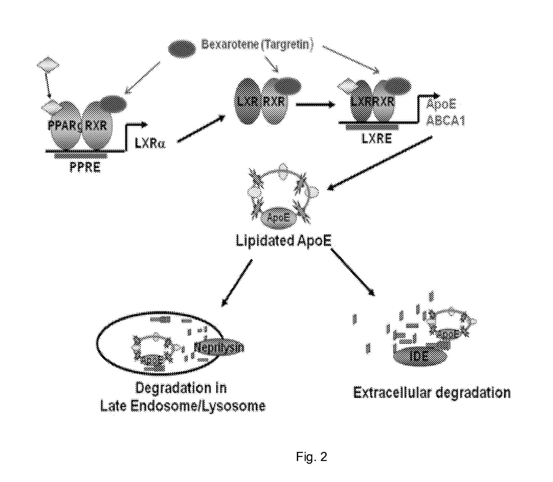 Rxr agonist compounds and methods