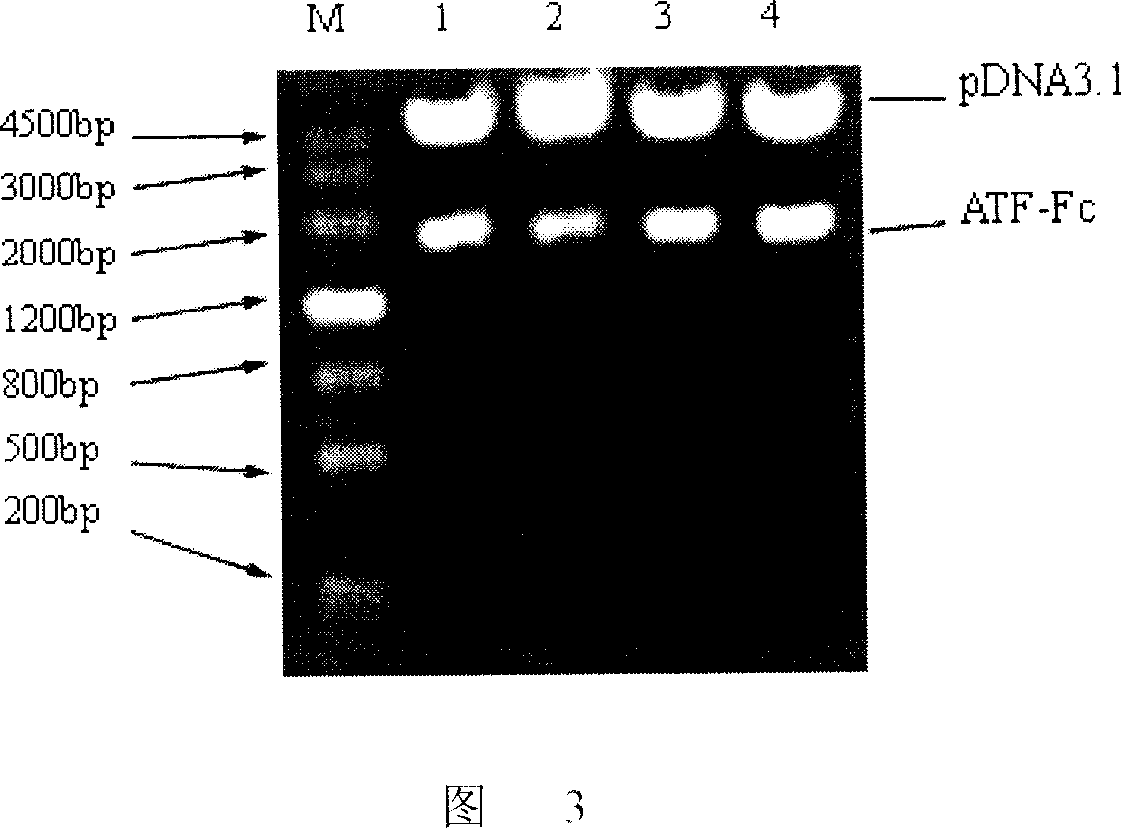 Antibody molecule ATF-Fc fusion albumen of antiurokinase type fibrinolysin activator receptor and use thereof