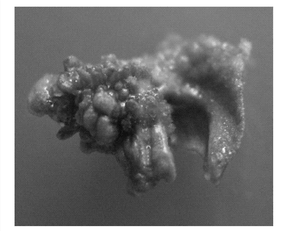 Short-period tissue culture method of peanuts