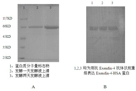 Fusion protein of exendin-4 peptide and human serum albumin (HSA) and preparation method thereof