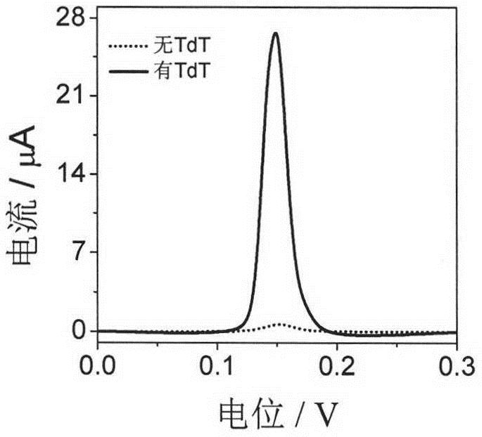 A preparation method and application of an electrochemical biosensor for simultaneous detection of exo I and TdT