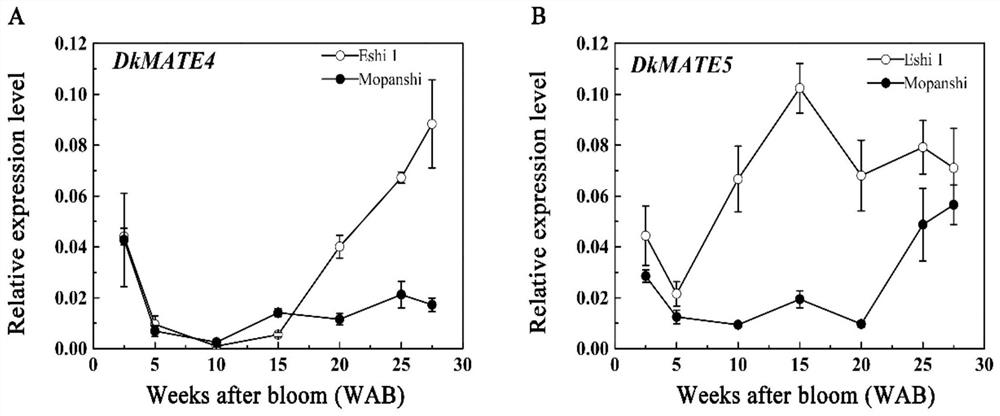 Persimmon proanthocyanidins precursor transmembrane transport gene DkMATE5 and application thereof