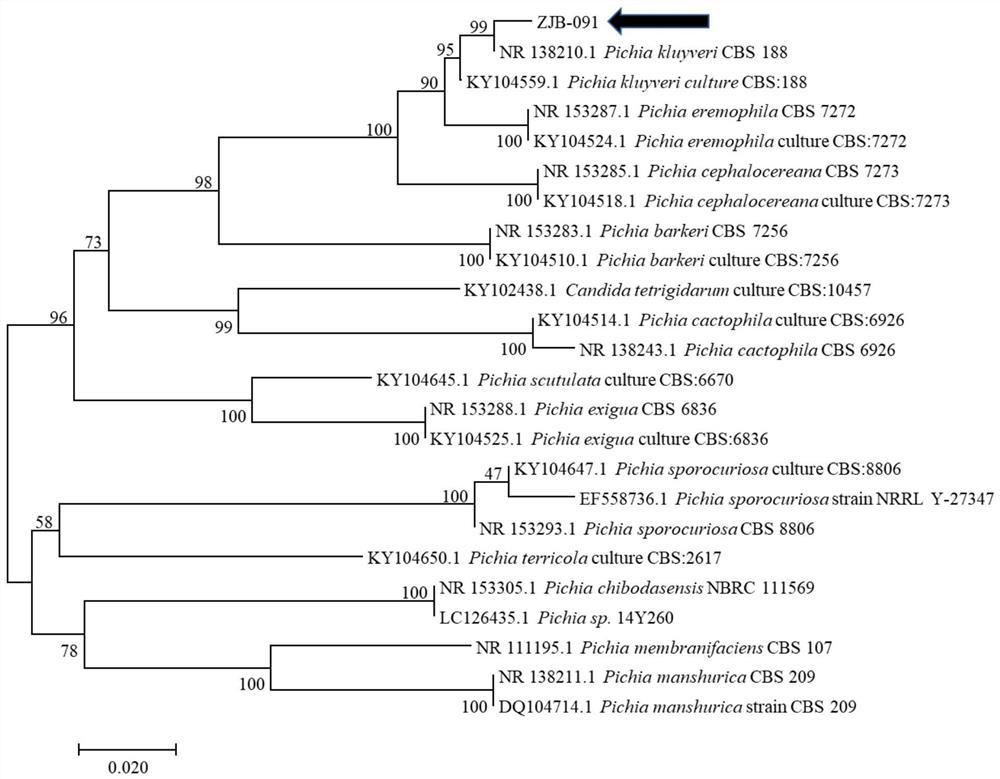 Odorless improved microbial agent for kitchen waste treatment and its preparation method and application