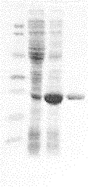 High-temperature-resistant transaldolase and preparation method thereof