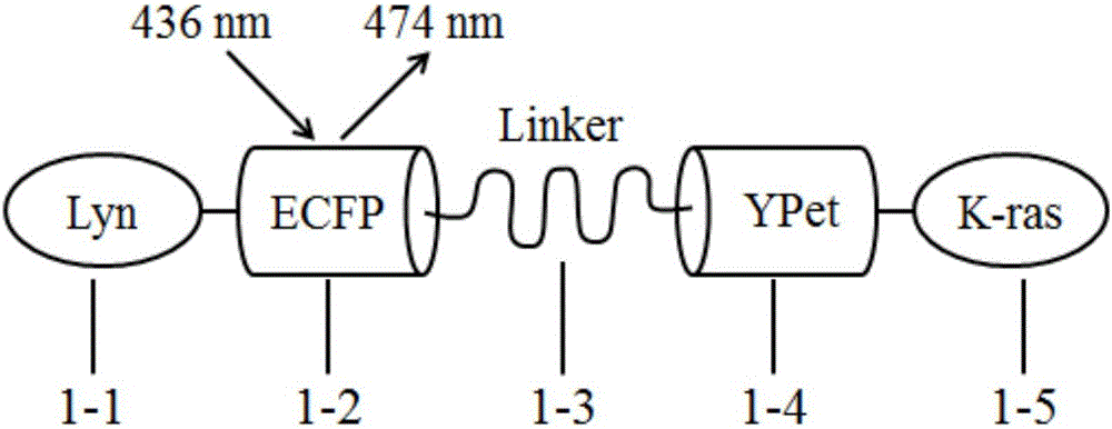 Biological probe for detecting surface tension change of living cell membrane