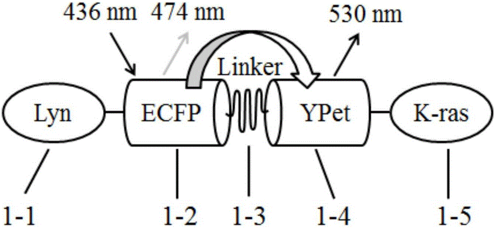 Biological probe for detecting surface tension change of living cell membrane