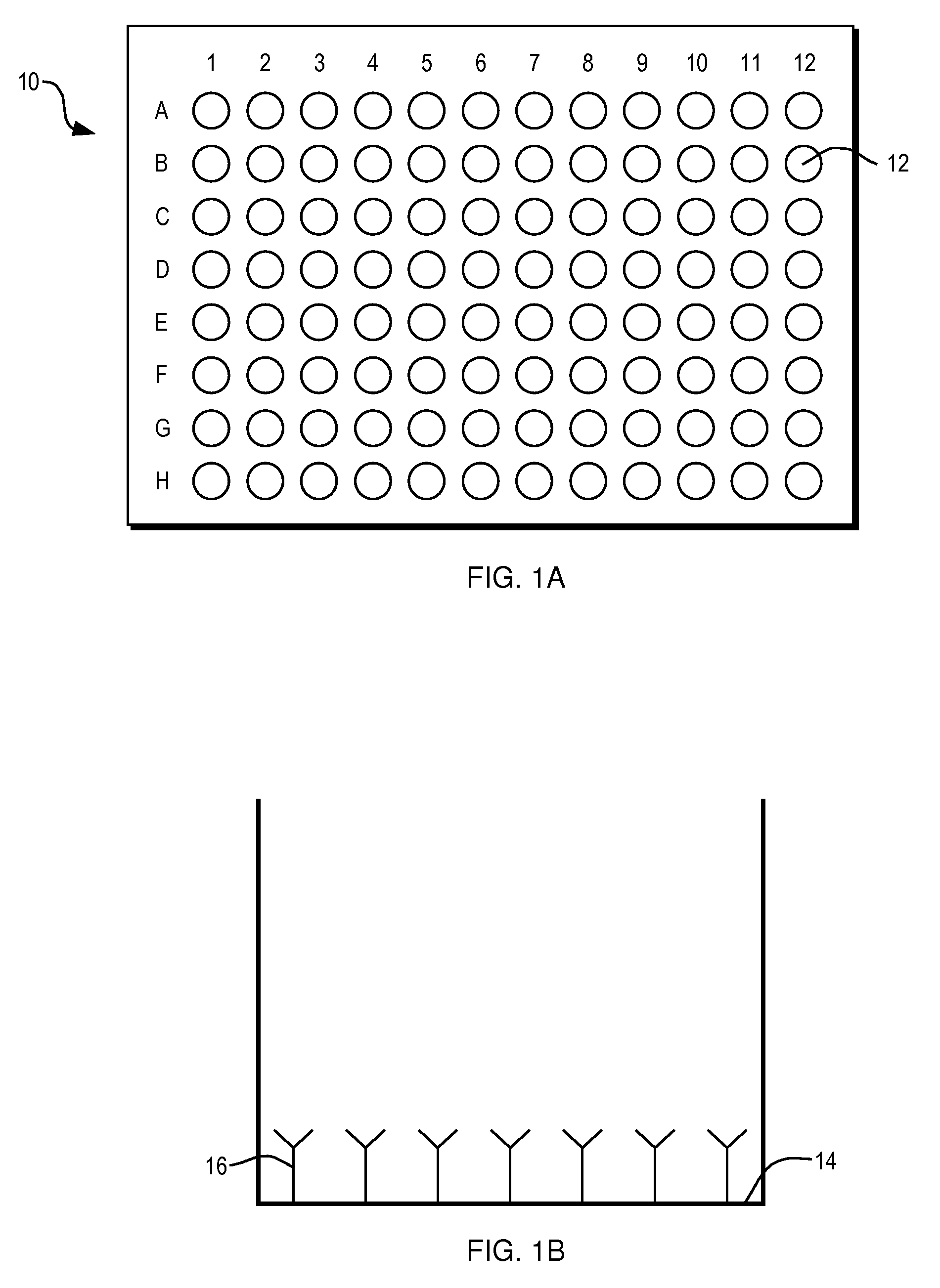 Roundworm coproantigen detection