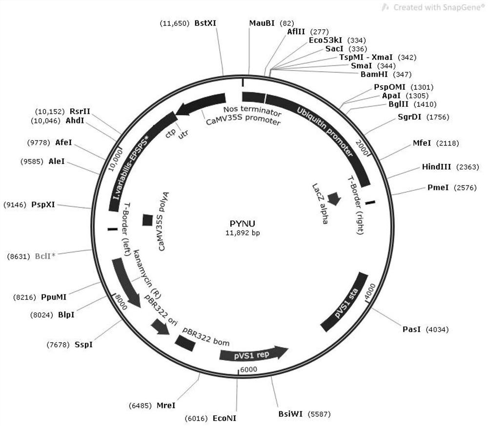 A degradable glyphosate-resistant gene, a plant expression vector, and a cultivation method and application of degradable glyphosate-resistant transgenic rice