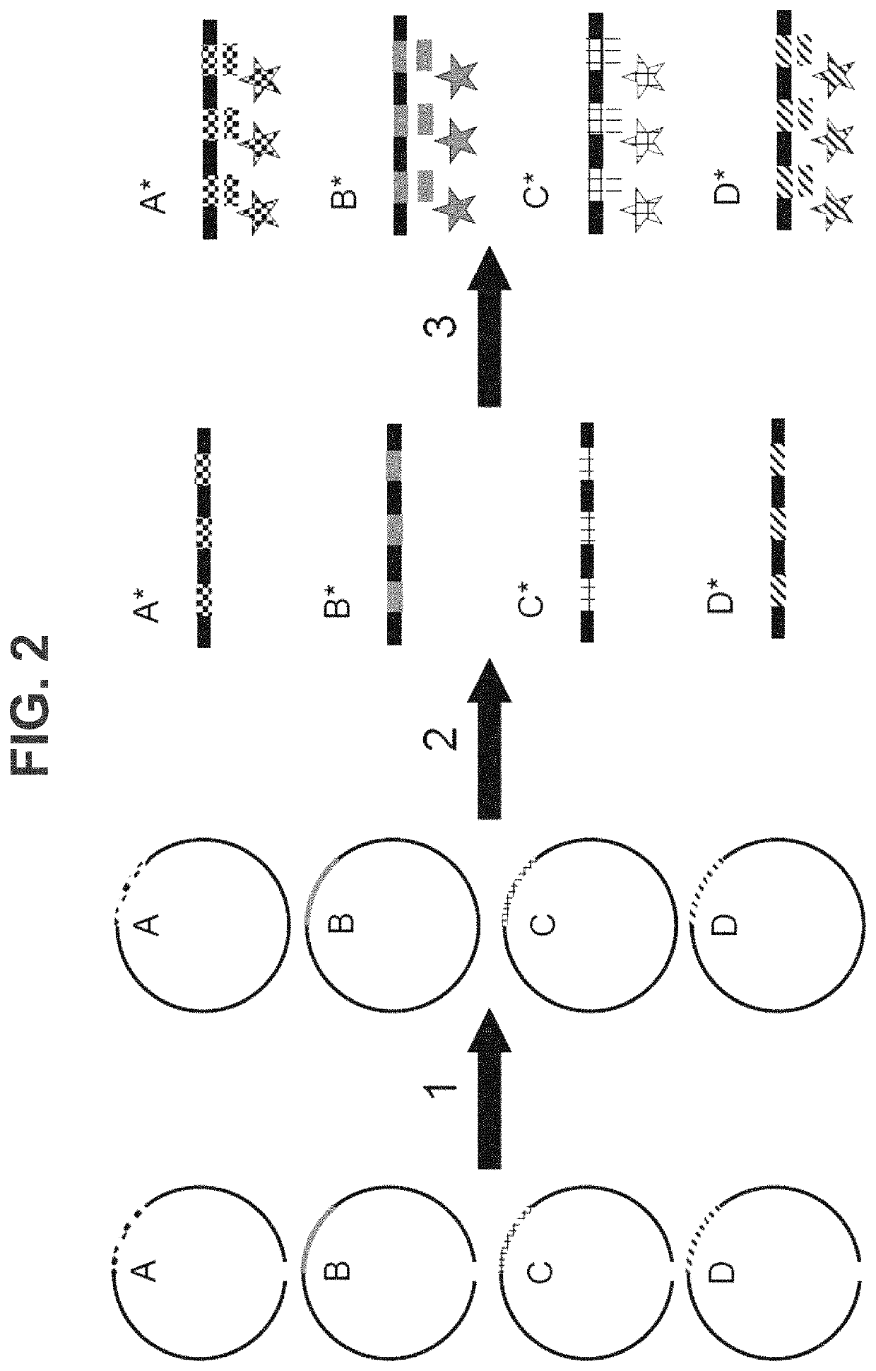 Methods, systems, and compositions for counting nucleic acid molecules