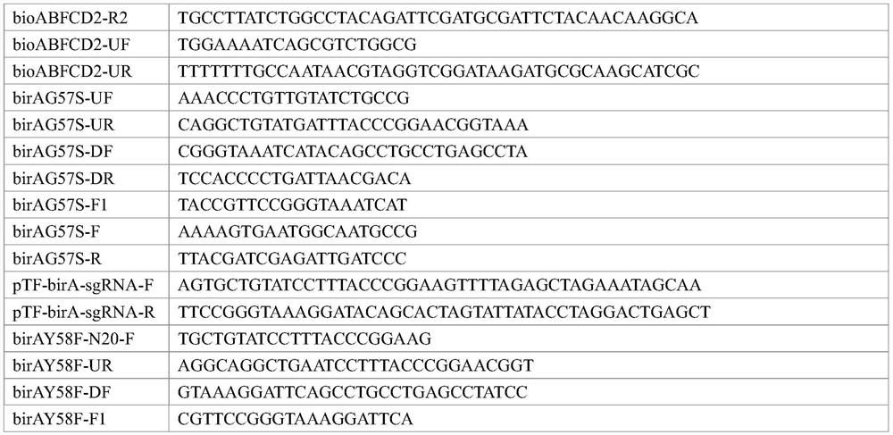 Genetically engineered bacterium for producing L-threonine as well as construction method and application of genetically engineered bacterium