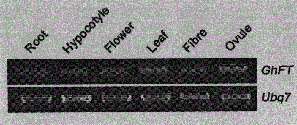 Cotton flowering hormone GhFT and vector, construct, cell and polypeptide thereof