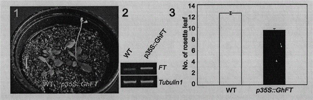 Cotton flowering hormone GhFT and vector, construct, cell and polypeptide thereof