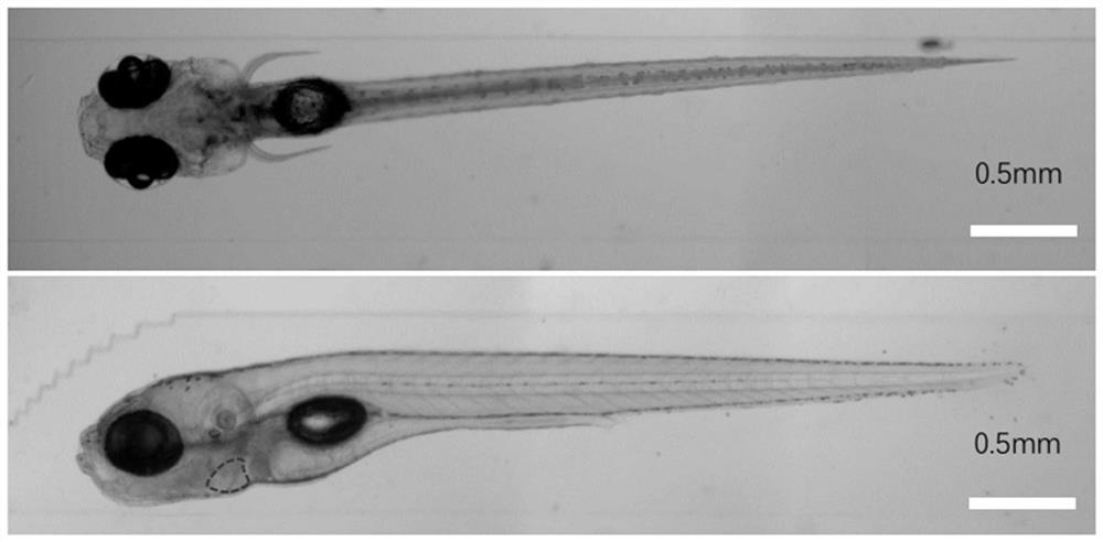 Anesthesia-free directional embedding method and system for model animals