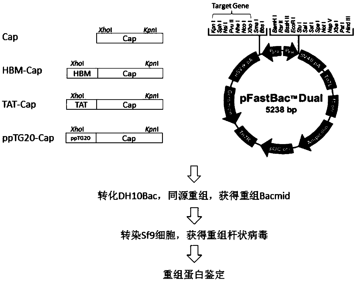 Porcine circovirus 2 Cap-cell-penetrating peptide fusion protein gene with high expression and application thereof