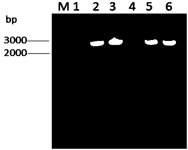 Porcine circovirus 2 Cap-cell-penetrating peptide fusion protein gene with high expression and application thereof