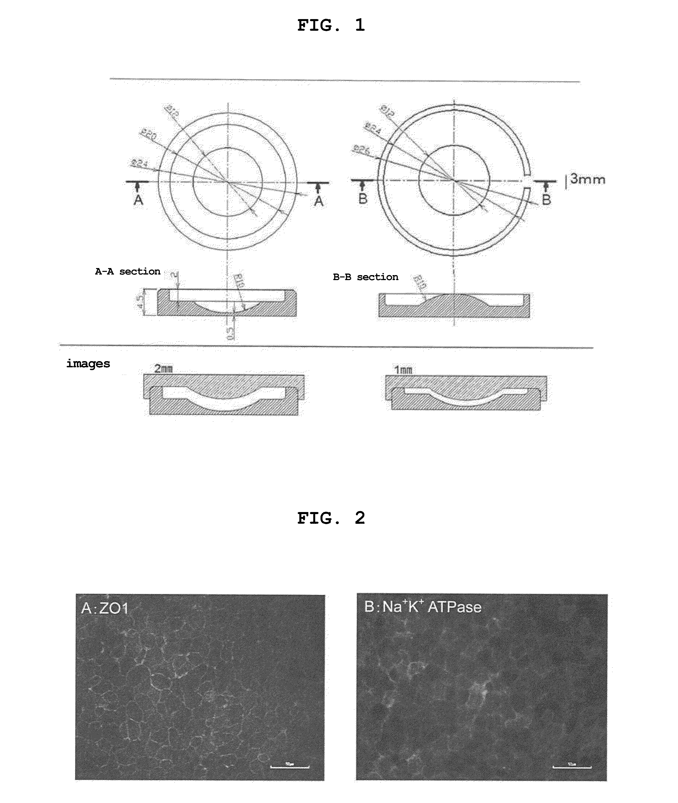 Human corneal endothelial cell sheet