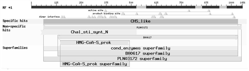 Gene encoding Milletanum chalcone synthase and its application