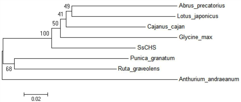 Gene encoding Milletanum chalcone synthase and its application