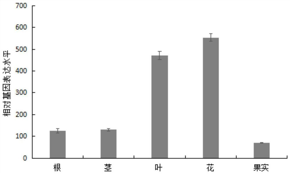 Gene encoding Milletanum chalcone synthase and its application