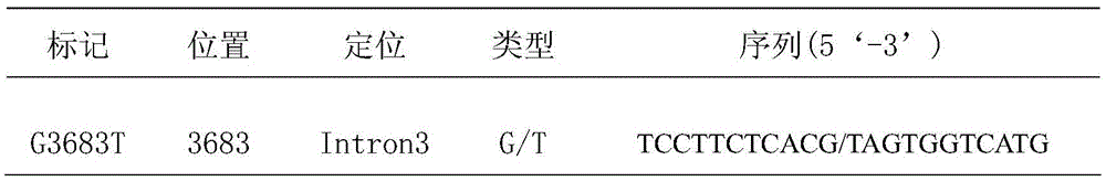 Method for utilizing buffalo lactation related gene Leptin as molecular marker and application of method