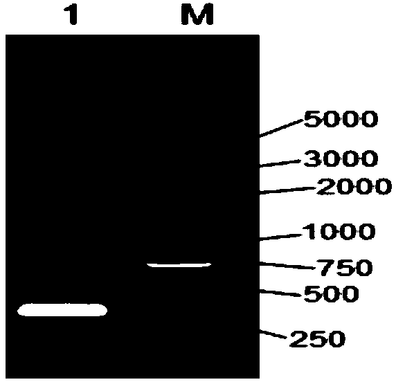 Preparation and application of fusion bovine antibacterial peptide (FBAP) recombinant yeast preparation