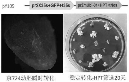 Genetic transformation method of gene gun mediated elite maize inbred line