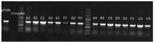 Genetic transformation method of gene gun mediated elite maize inbred line