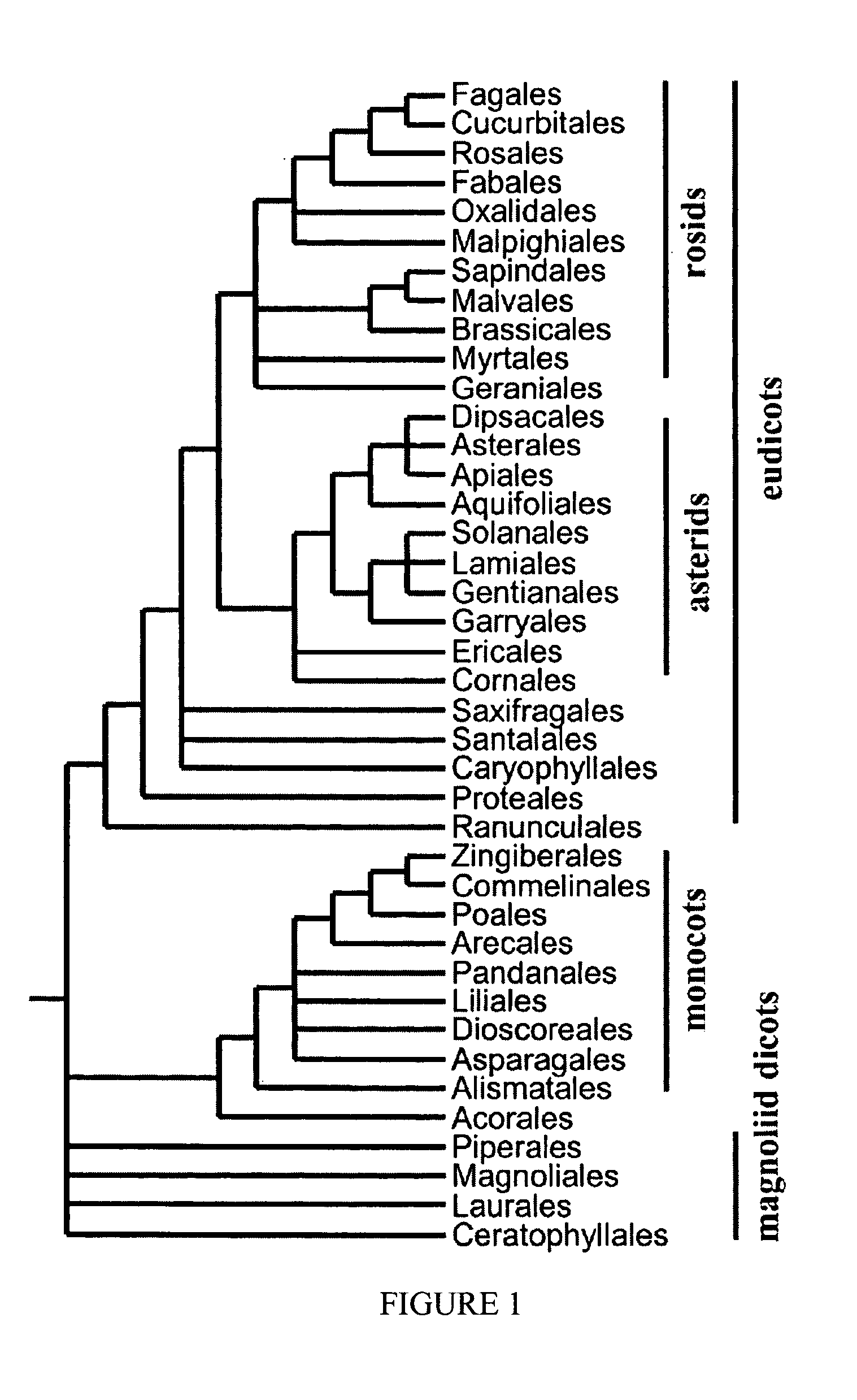 Transcriptional regulation of plant biomass and abiotic stress tolerance