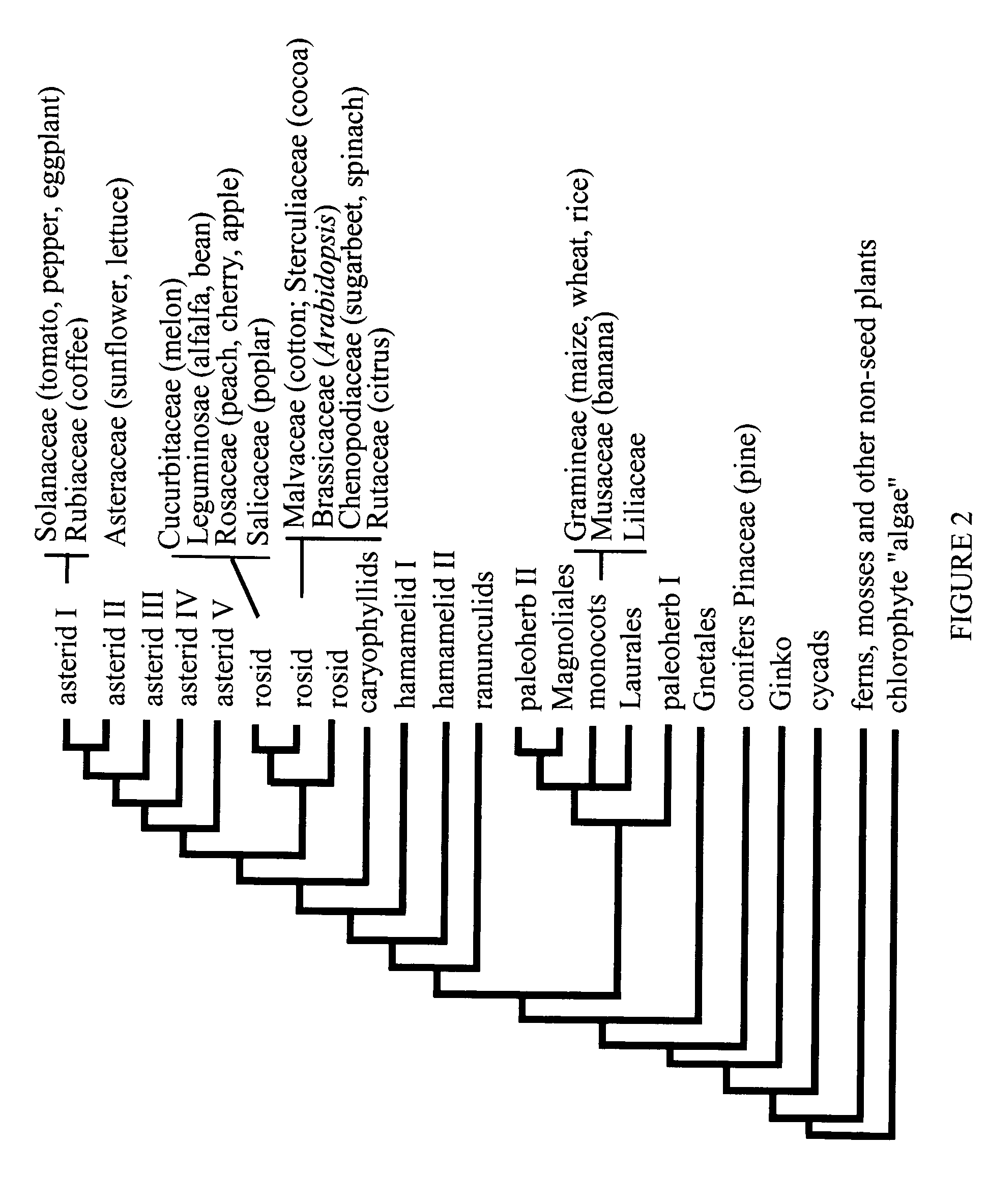 Transcriptional regulation of plant biomass and abiotic stress tolerance