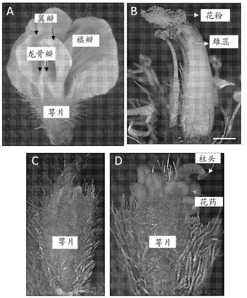 Cross pollination by liquid-mediated delivery of pollen onto closed stigmas of flowers from recipient plants