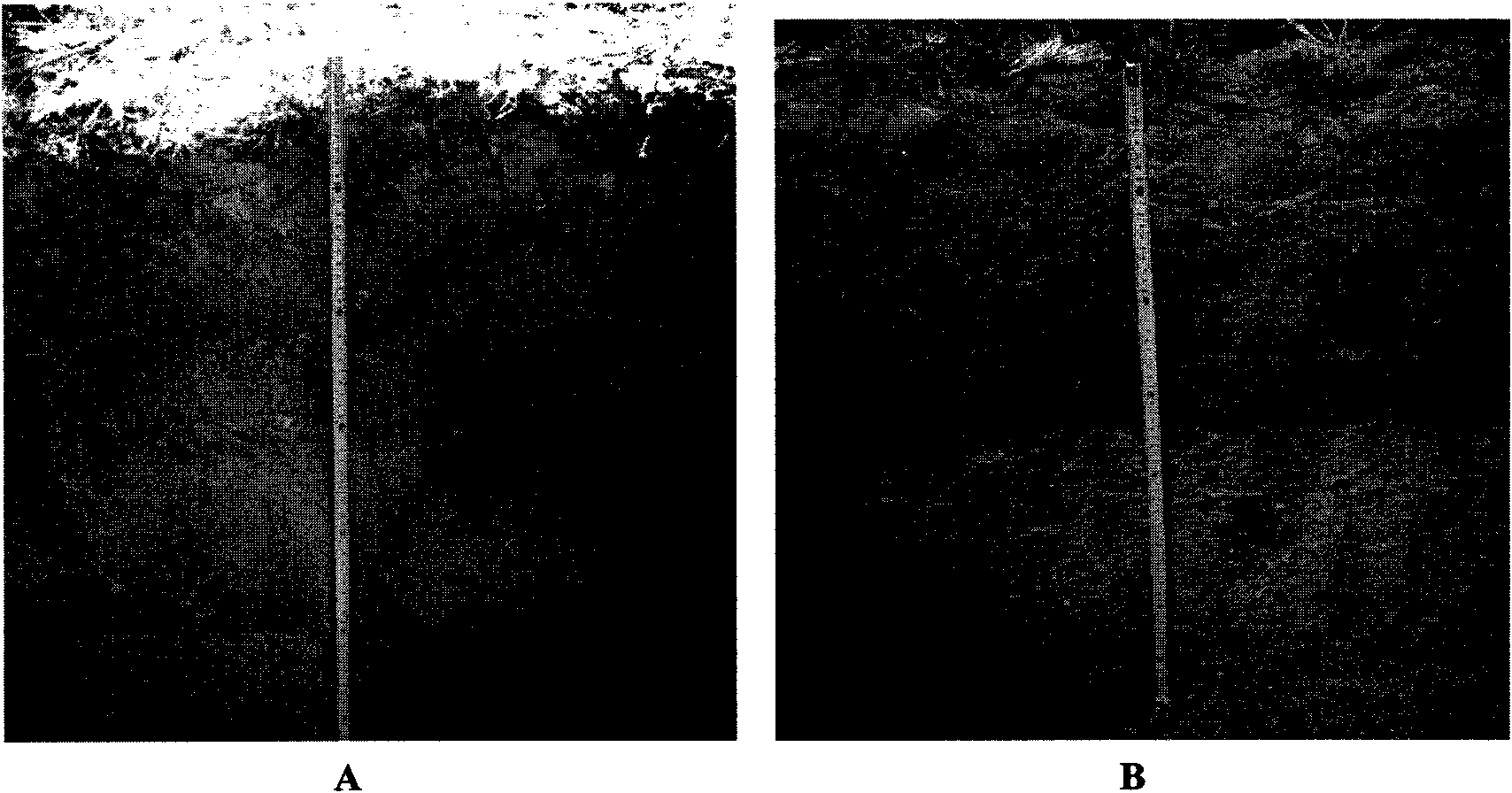 Microbial agent and soil modifying agent produced by fermentation thereof