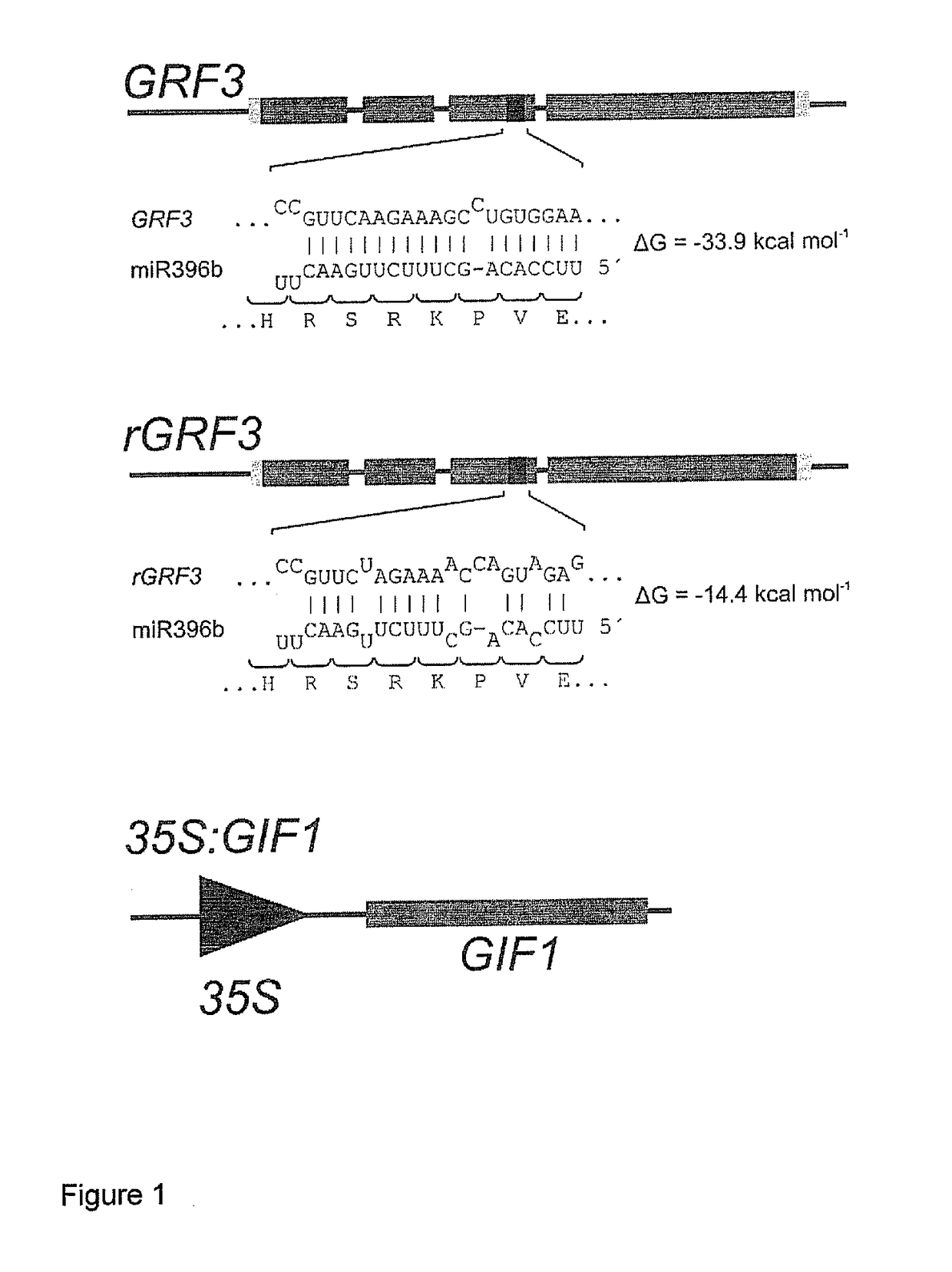 GRF3 mutants, methods and plants