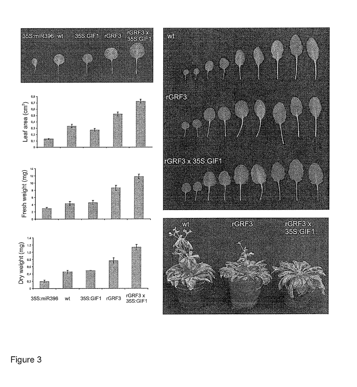 GRF3 mutants, methods and plants