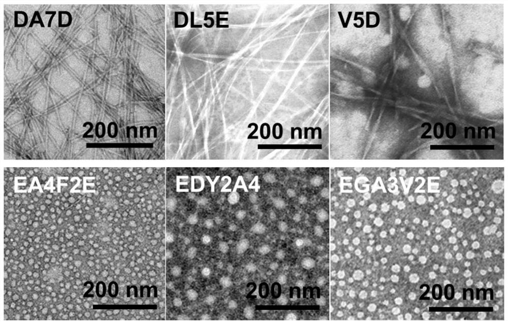 Self-assembled oligopeptide capable of inducing biological mineralization of local anesthetic and long-acting local anesthetic and analgesic pharmaceutical preparation prepared from self-assembled oligopeptide