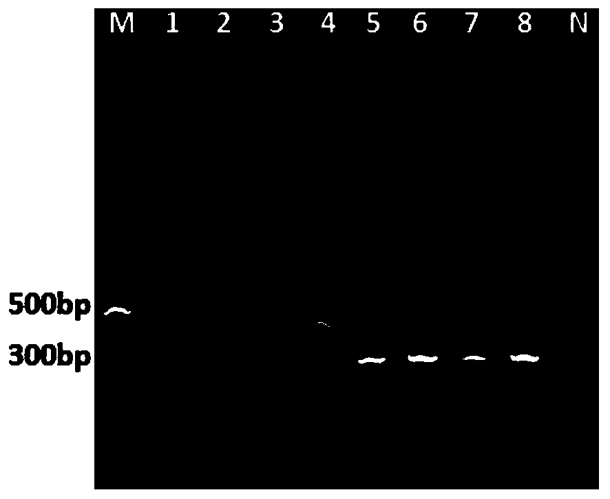 Primer group for identifying avian adenovirus type 4 and chicken infectious anemia virus and application of primer group