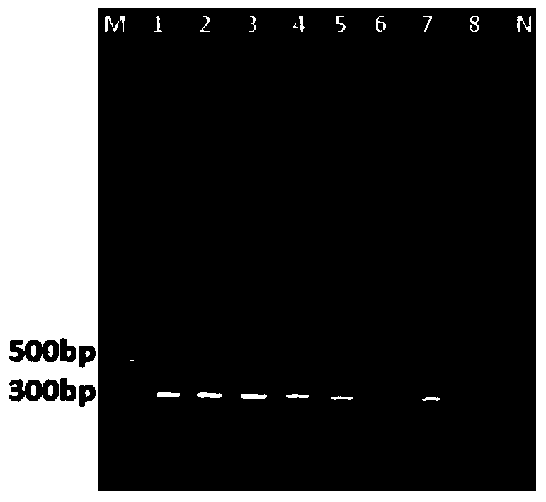 Primer group for identifying avian adenovirus type 4 and chicken infectious anemia virus and application of primer group