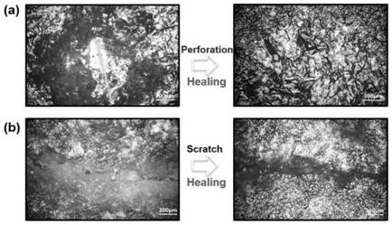 Sunlight-driven self-repairing coating, coating layer, and preparation method of coating layer