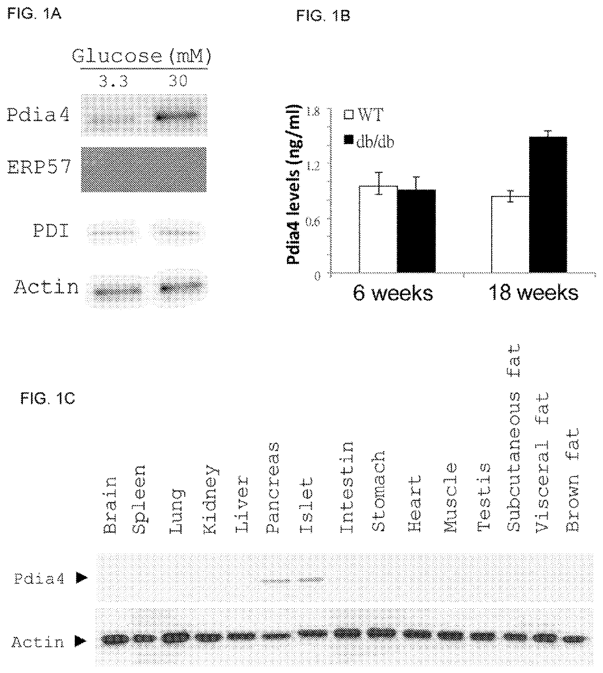 Pdia4 protein as a target for diagnosis, monitoring and treatment of diabetes