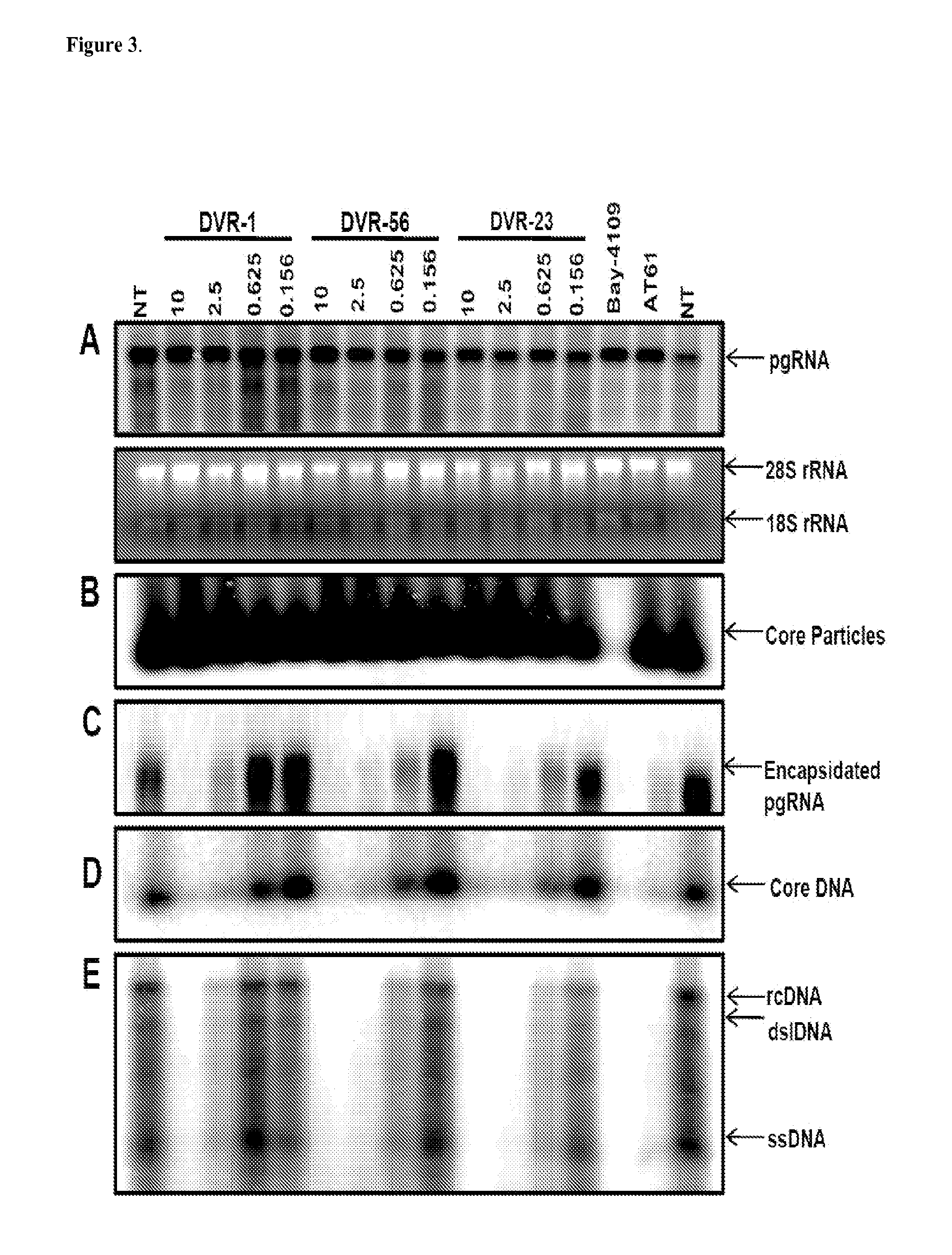 Sulfamoylbenzamide derivatives as antiviral agents against hbv infection