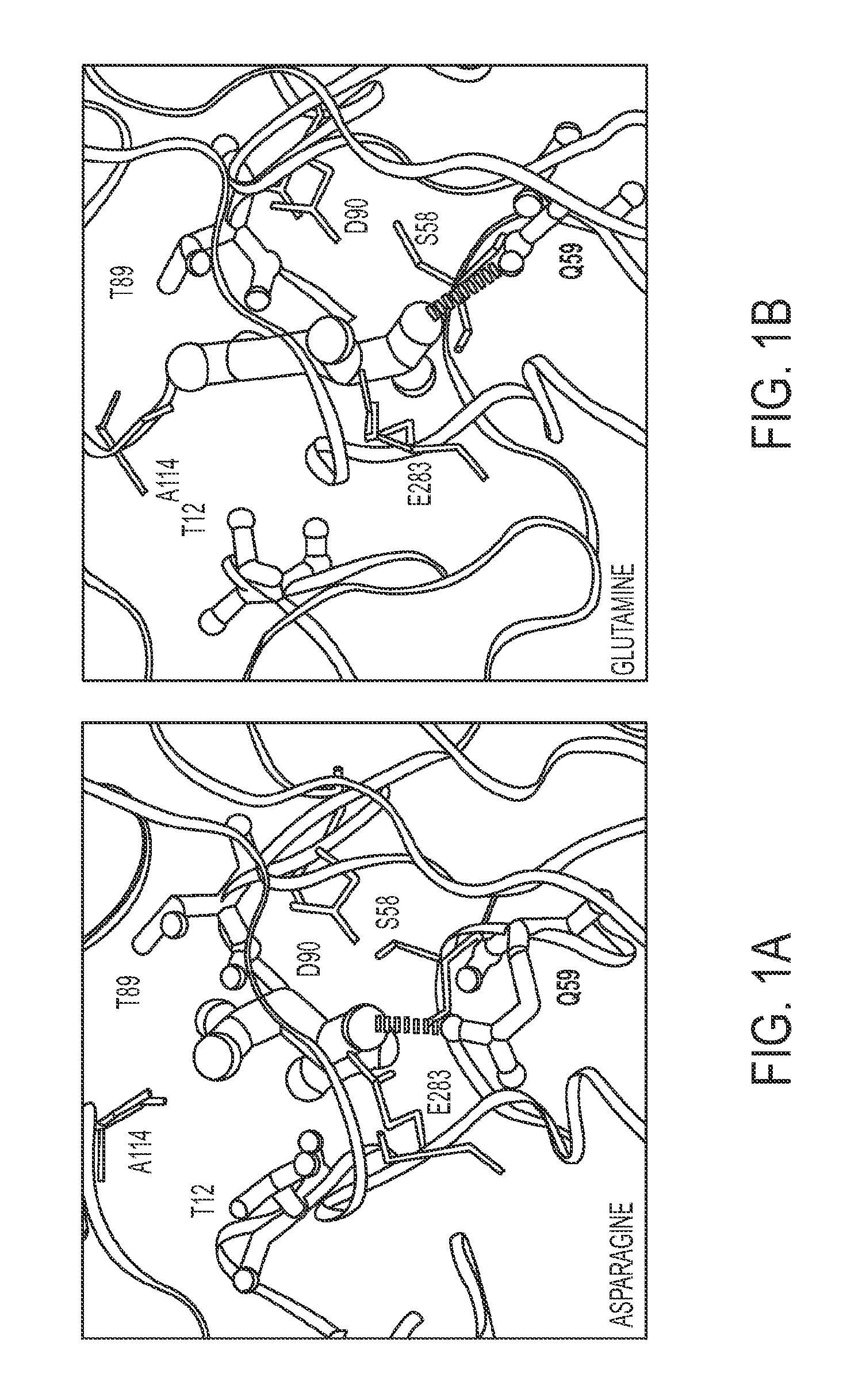 Therapeutic asparaginases