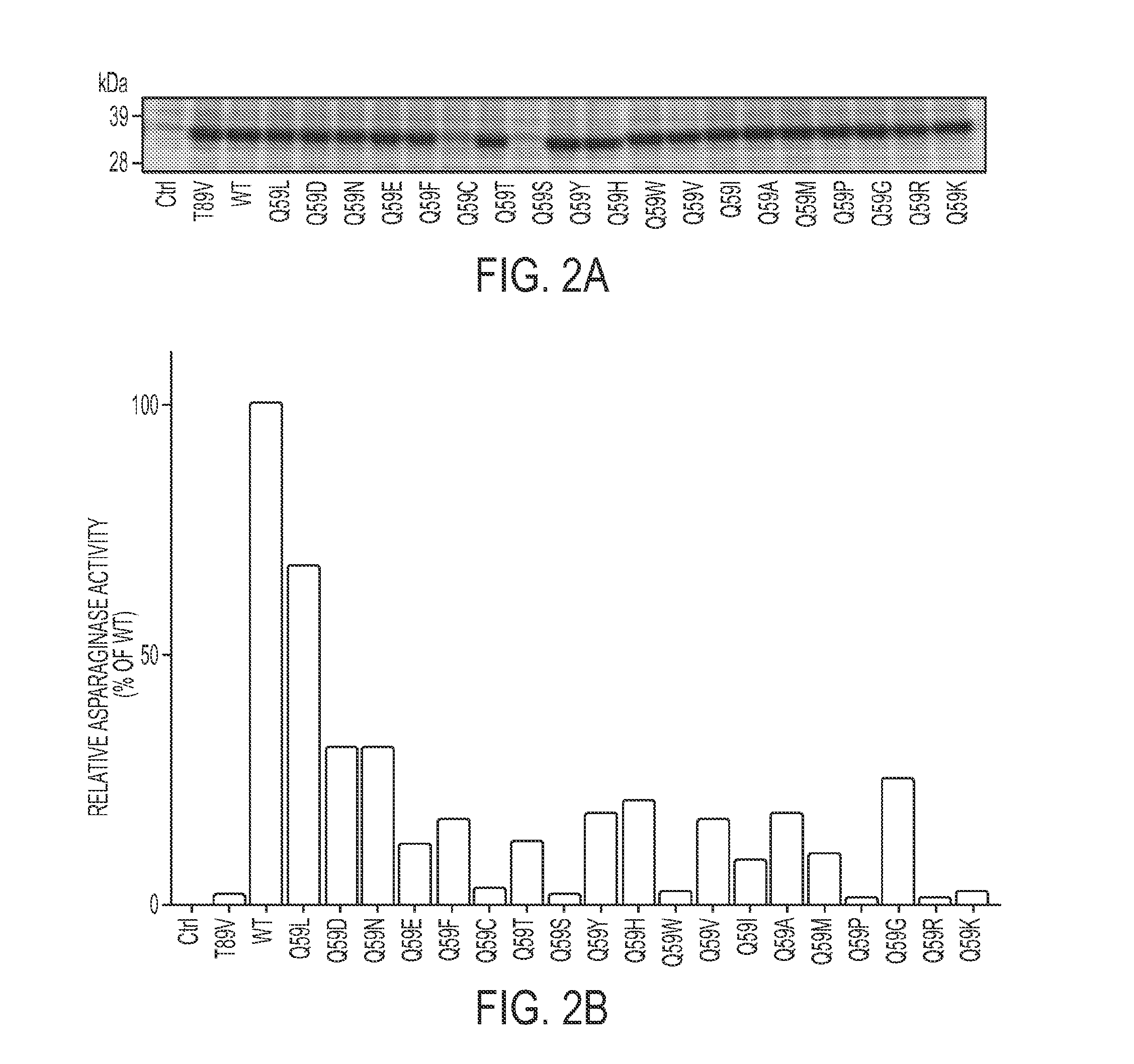 Therapeutic asparaginases