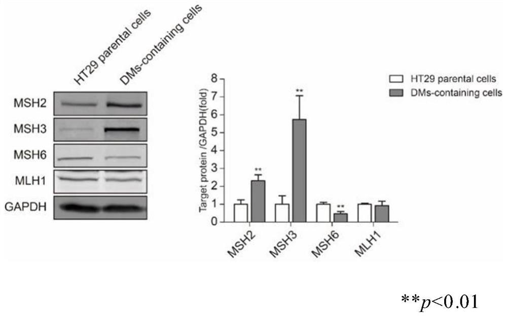 Application of msh2 inhibitor in the preparation of drugs for reversing the drug resistance of mtx drug-resistant tumor cells