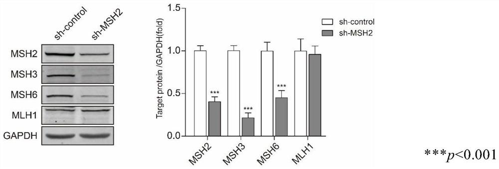 Application of msh2 inhibitor in the preparation of drugs for reversing the drug resistance of mtx drug-resistant tumor cells