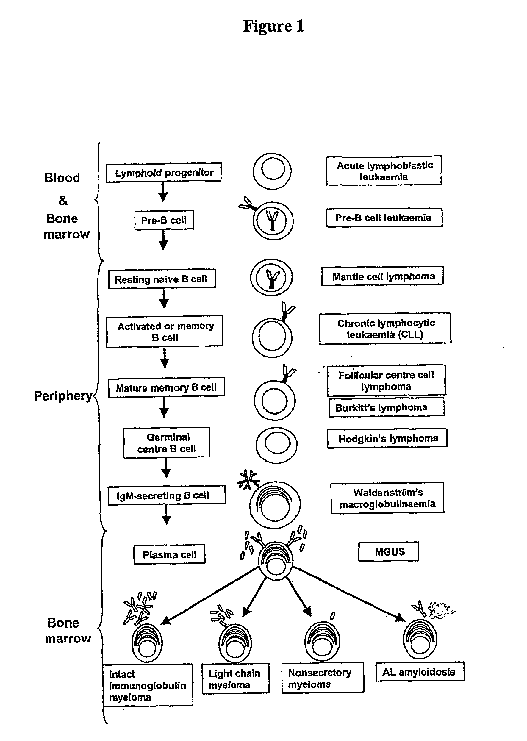 Method of removing antibody free light chains from blood