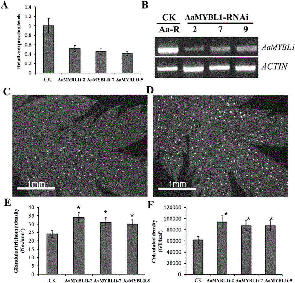 Coding sequence of AaMYBL1 protein of artemisia apiacea and application thereof