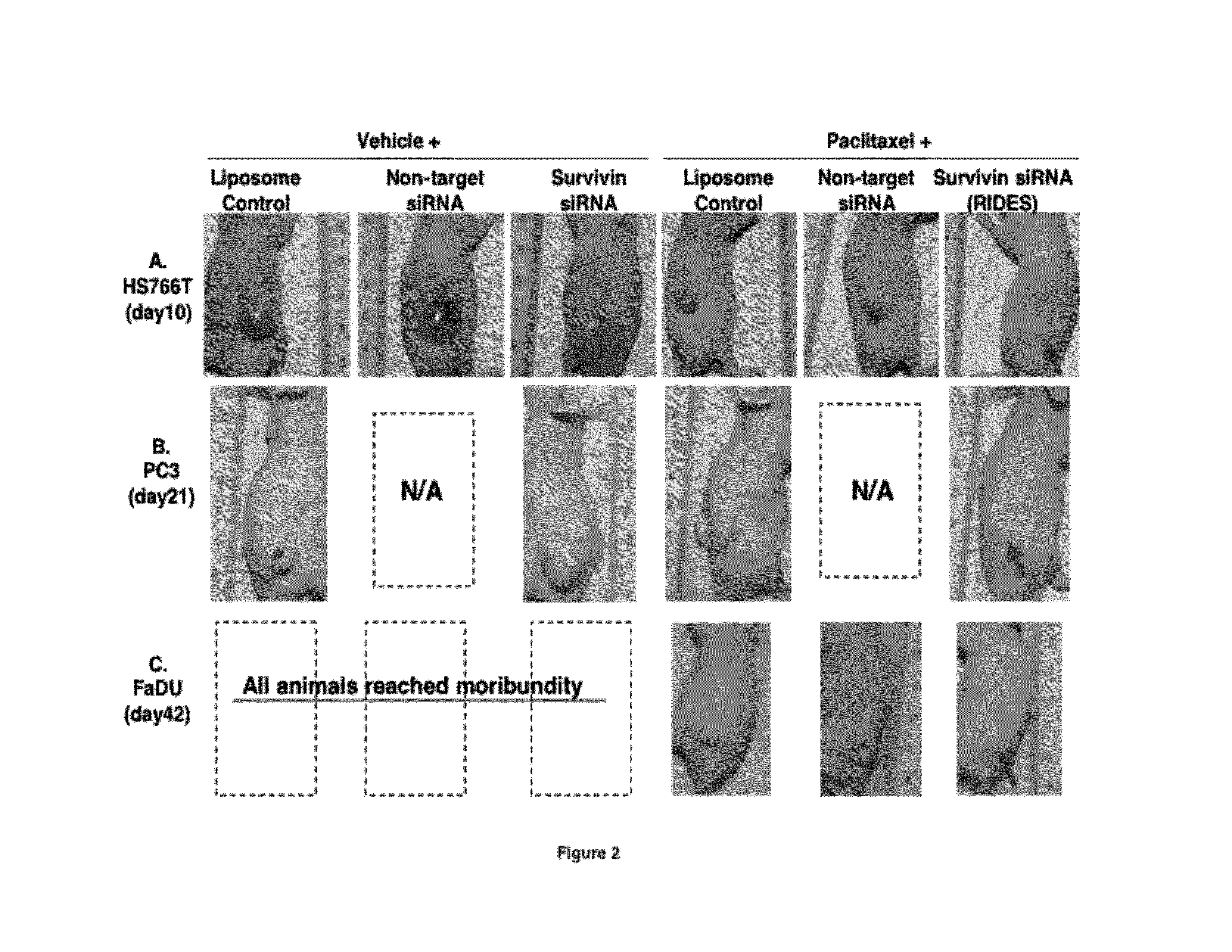 Methods and compositions for improved deliver, expression or activity of RNA interference agents